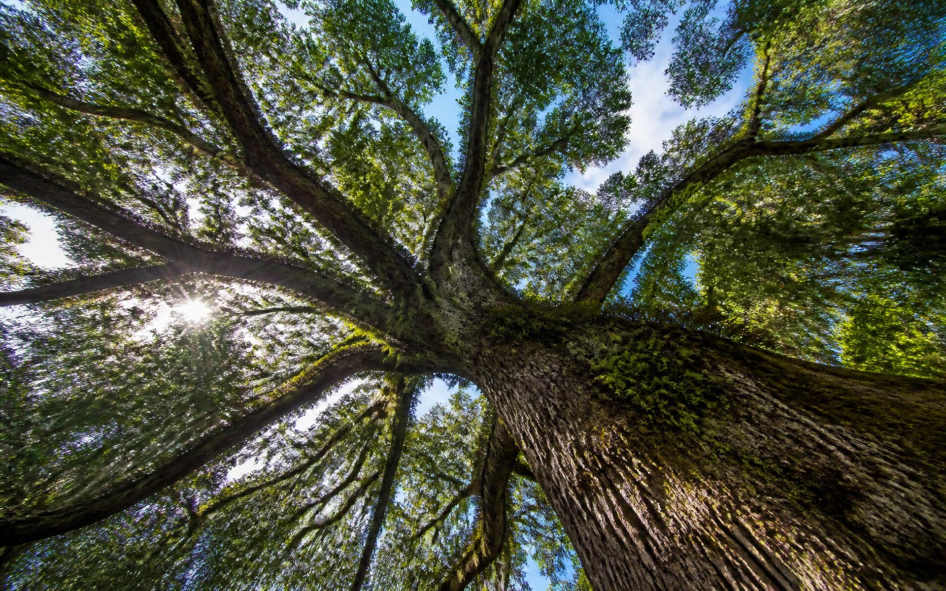 Looking up into the crown of a century-old willow oak in Myers Park, Charlotte