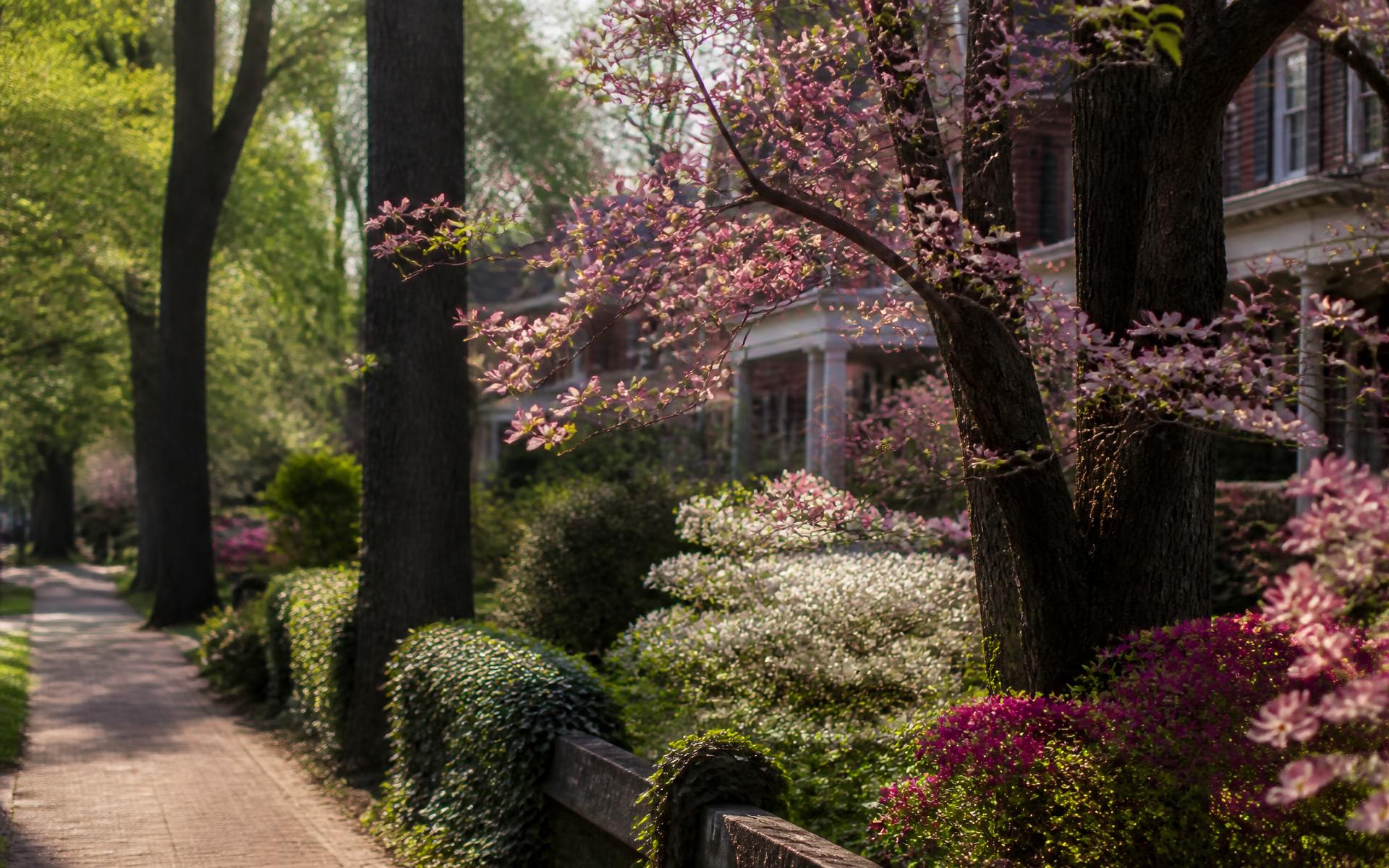 Pink dogwoods and azaleas in bloom along a brick sidewalk in Myers Park, Charlotte